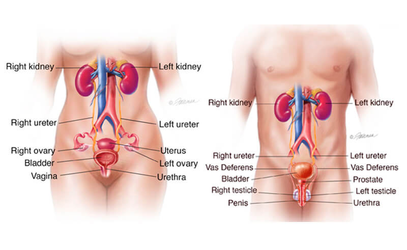 Gyne-Uro-Cystoscopy Bladder